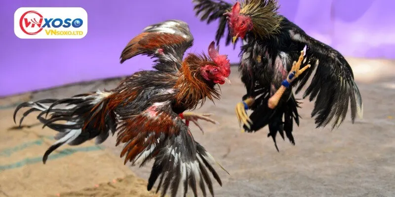 Những ưu điểm vượt trội